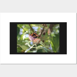 Red Admiral Posters and Art